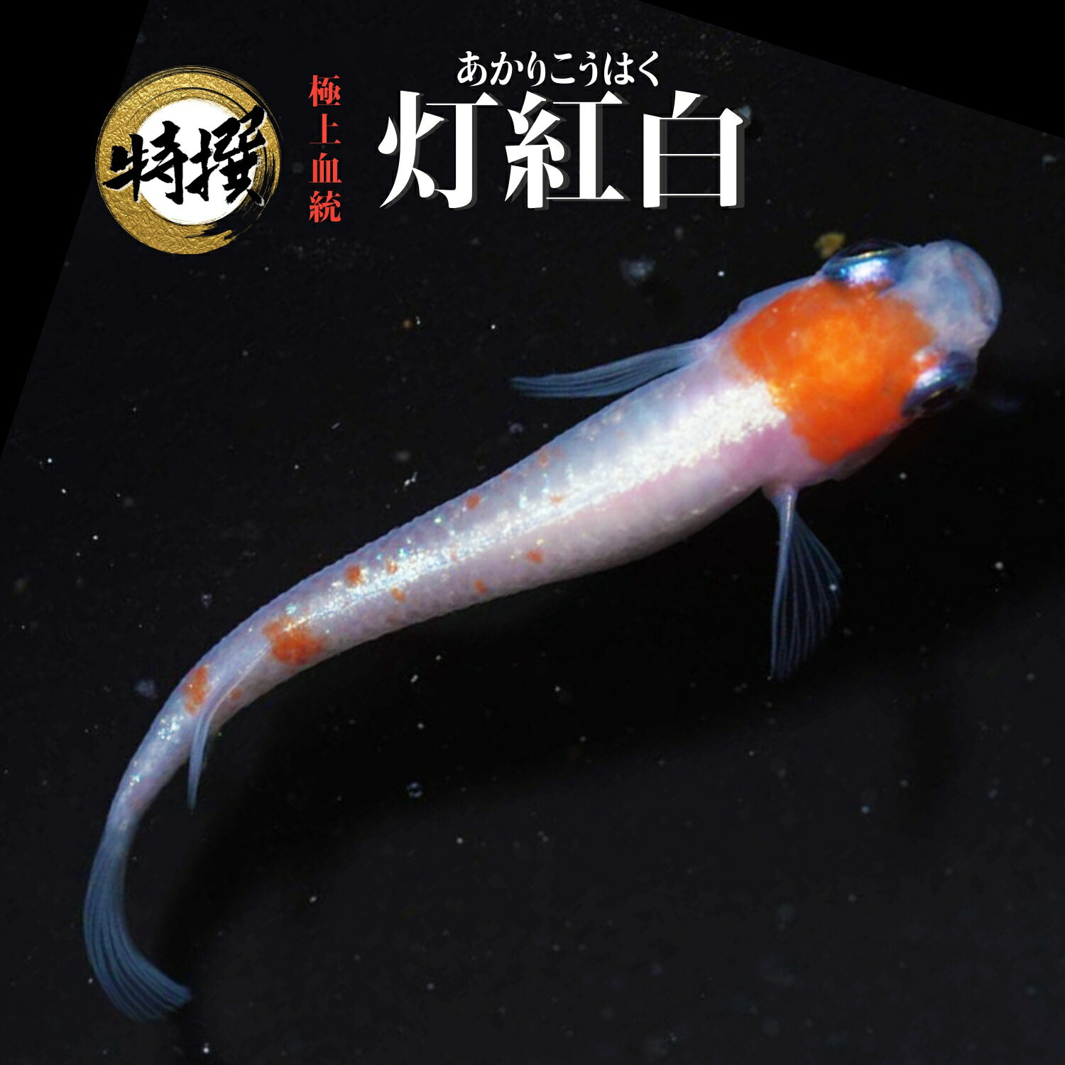   ͭۤ  ꤳϤ ॷ ߥ PSB Ʊǽ ƱԲ
