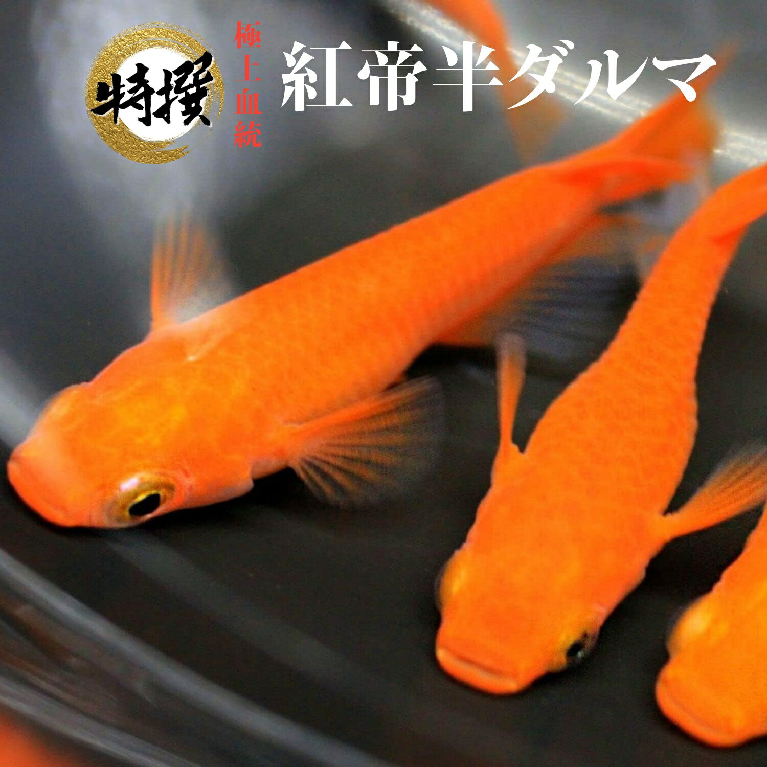 ͭ10ġۥ Ⱦޡ̵ۤ  ܹ Ƥ ޥ  ॷ ߥ PSB Ʊǽ ...