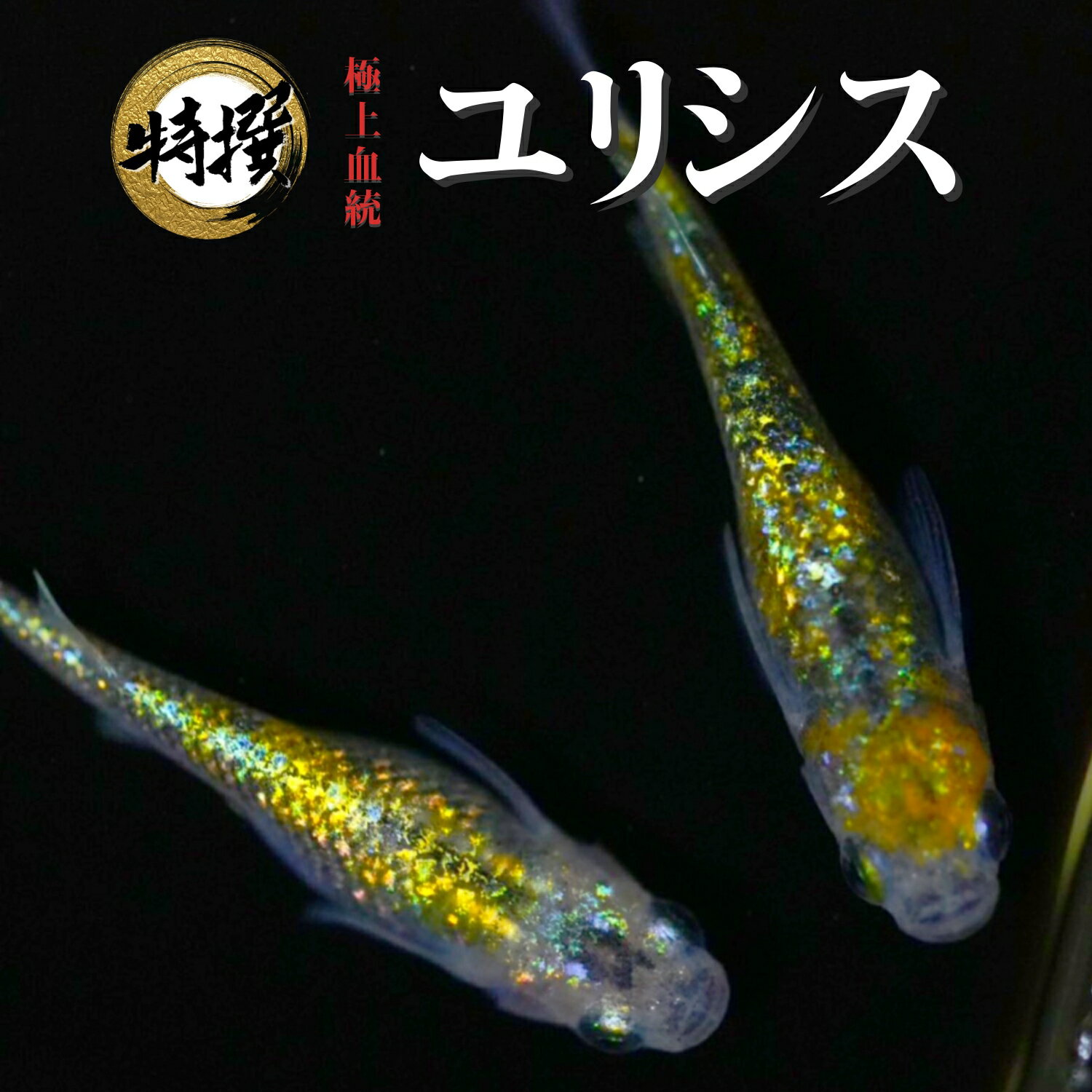 ͭ5ġۥ ꥷڤ ܹ ॷ ߥ PSB Ʊǽ ƱԲ