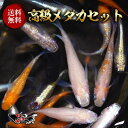 【20匹】メダカ 高級ミックスメダカ【送料無料】S~SSサイズ 稚魚 目高 生体 人気品種3種類以上入り