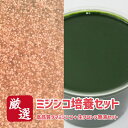 【ミジンコ培養セット】 タマミジンコ5g+生クロレラ原液100ml【送料無料】めだか メダカ 目高 生体 生餌 活餌 グリーンウォーター
