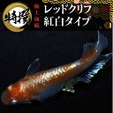 メダカ【レッドクリフ紅白タイプ】めだか 生体 れっどくりふ ゾウリムシ ミジンコ PSB と同梱可能 生クロレラ同梱不可