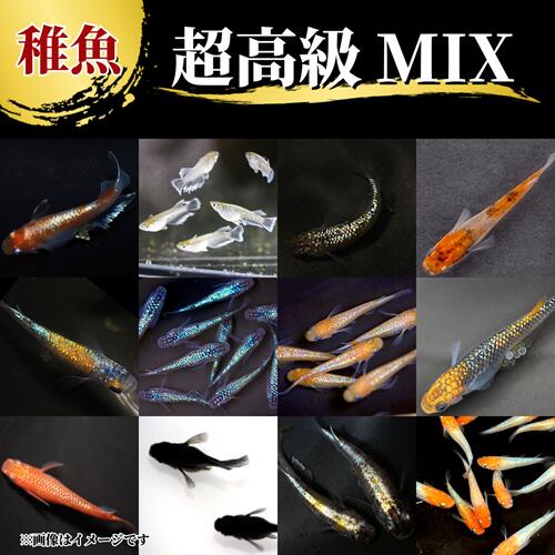 【海水魚・クマノミ】ブラックボーダースノーフレーク（Aグレード） (1匹)±4-5cm(サンプル画像）（生体）(海水魚)（サンゴ）