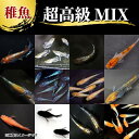 【送料無料】メダカ【超高級ミックスメダカ稚魚】めだか 生体 レッドクリフ エメキン ラメ王 三色 サファイア 王華 オロチ 夜桜ゴールドなど人気品種3品種以上入り