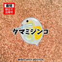 【送料無料】メダカ 餌【ミジンコ】高品質タマミジンコ　めだか 生体 活餌 生き餌 色揚げ ゾウリムシ PSBと同梱可能 生クロレラで培養可能 1