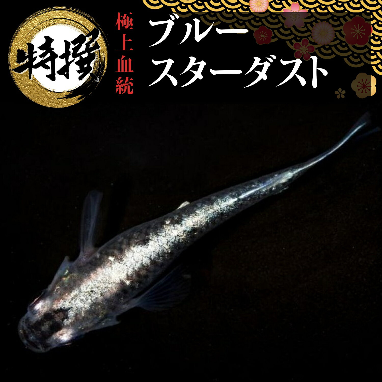 メダカ 卵【ブルースターダスト 有精卵 10個】観賞魚 めだか たまご　ゾウリムシ ミジンコ PSB と同梱可能 生クロレラ同梱不可