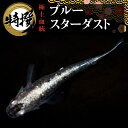 メダカ 卵【ブルースターダスト 有精卵 10個】観賞魚 めだか たまご　ゾウリムシ ミジンコ PSB と同梱可能 生クロレラ同梱不可