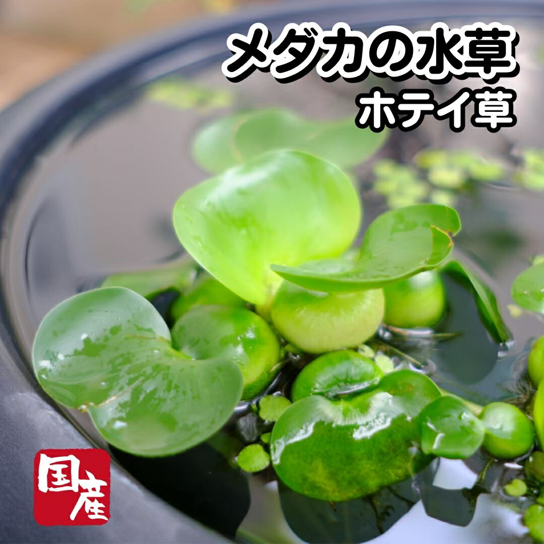 【送料無料】【ホテイ草 10株】メダカの水草めだか ホテイアオイ 浮草 ゾウリムシ ミジンコ PSB と同梱可能 生クロレラ同梱不可