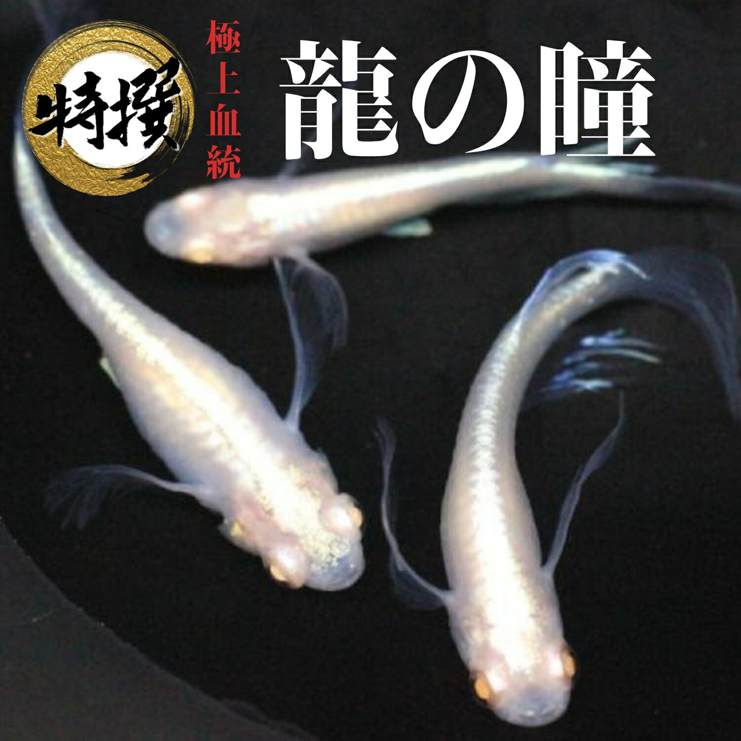  ζƷ ͭۤ 夦ΤҤȤ ӥ ҥĹ ॷ ߥ PSBƱǽ ƱԲ