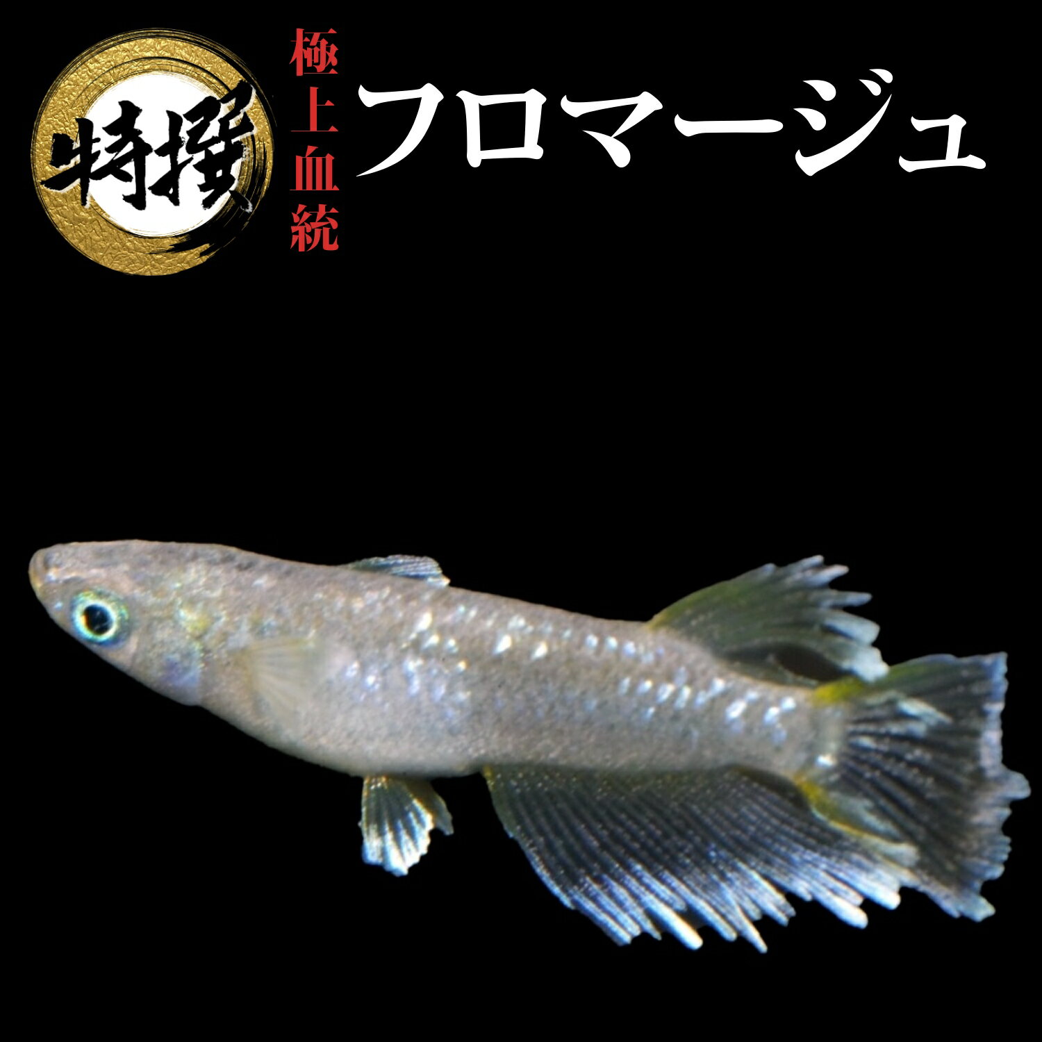 フロマージュ 【送料無料】メダカ【フロマージュ 稚魚5匹】めだか 生体 ゾウリムシ ミジンコ PSB と同梱可能 生クロレラ同梱不可