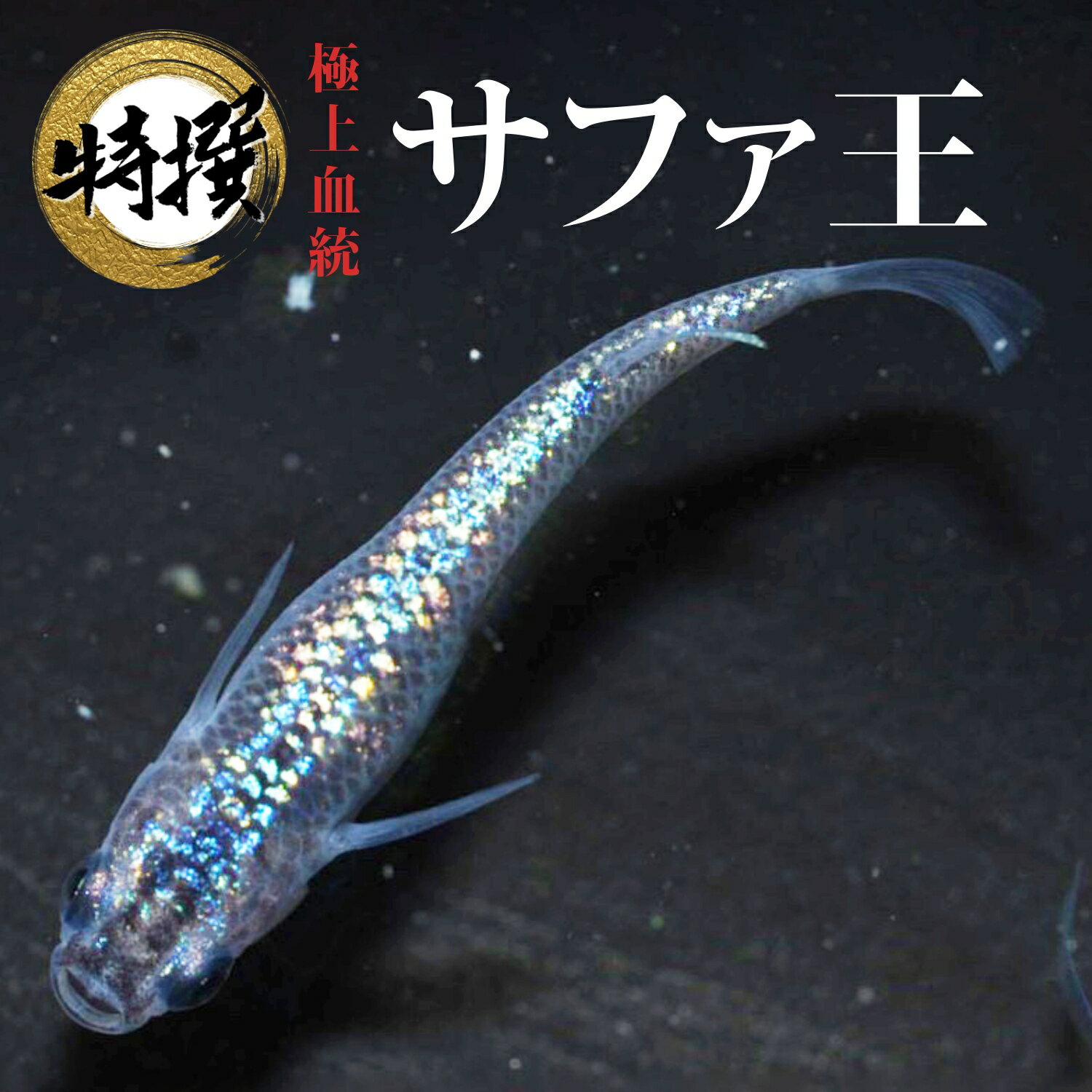  ڥե ͭۤ դ  ॷ ߥ PSB Ʊǽ ƱԲ