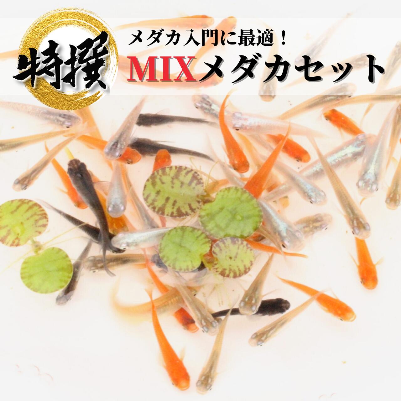 メダカ【ミックスメダカ 稚魚】数量限定で餌付！めだか 生体 オロチ 深海 楊貴妃 紅帝 幹之フルボディなどの人気品種入り