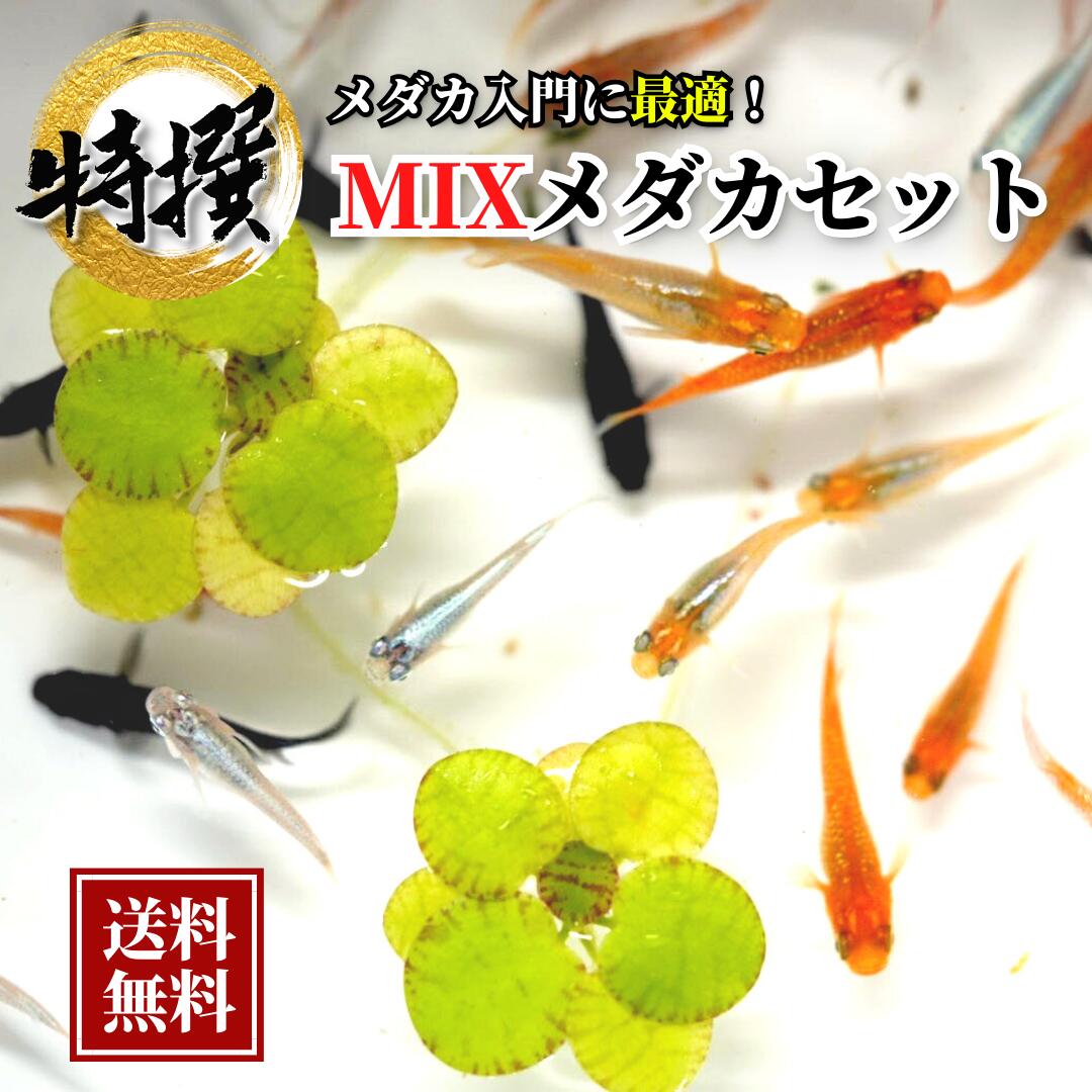 【商品の説明】 ミックスめだか 稚魚 ※品種、雌雄の指定、サイズの指定はできません。 何が入っているかは到着してからのお楽しみです！ ※写真は参考画像です。 ※飼育方法の説明書などは入っておりません。ご不安な方は公式LINEまでお気軽にお問い合わせください。 【注意事項】 ・ご到着後、商品に間違いがないか、数が入っているかを必ずお確かめの上開封して下さい。開封後はいかなる場合であっても対応致しかねます。 ・到着後の管理は自己責任でお願いいたします。 ・万全な体調でお送りする為、最短でお送り出来ない場合がございます。 ・稀に他の生物が混入してしまう場合がございます。 ・季節によって価格が変動する場合がございます。 【死着補償について】 ・不具合がございましたら、商品到着後30分以内に袋を開封せず、写真と一緒に公式LINEやお電話にてご連絡下さい。 ・お客様のご都合により、商品のお受け取りが発送の翌々日以降になった場合補償対象外となりますのでご了承下さい。