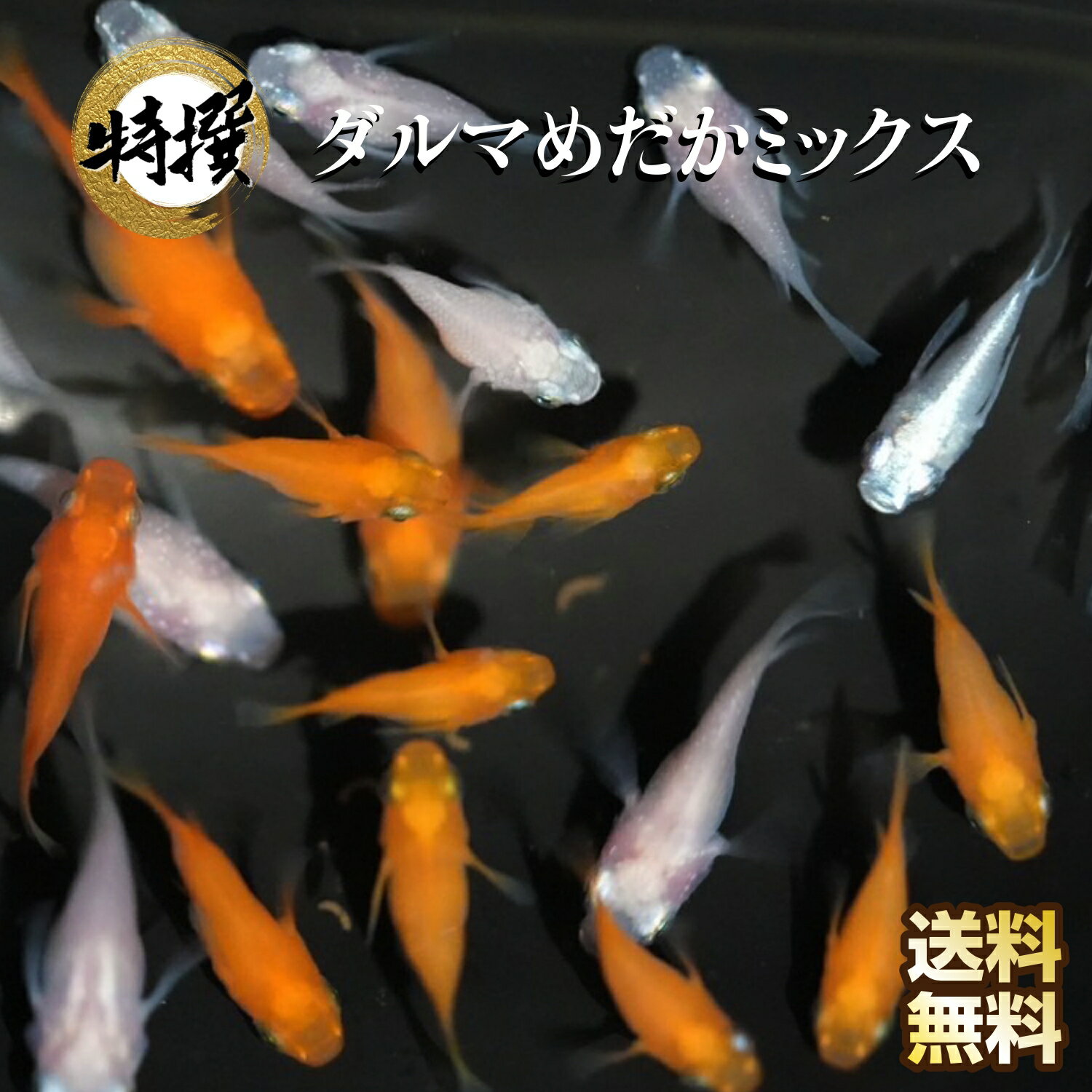 メダカ【ベテルギウス　稚魚10匹】めだか 生体 ゾウリムシ ミジンコ PSB と同梱可能 生クロレラ同梱不可