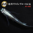 【入門用成魚5匹】メダカ 松井ドラゴンブルーヒレ長【送料無料】めだか ヒレ長 長ヒレ 目高 生体 ゾウリムシ ミジンコ PSB と同梱可能 生クロレラ同梱不可