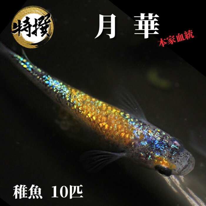 メダカ【月華(げっか)メダカ 稚魚10匹】ゾウリムシ ミジンコ PSB と同梱可能 生クロレラ同梱不可