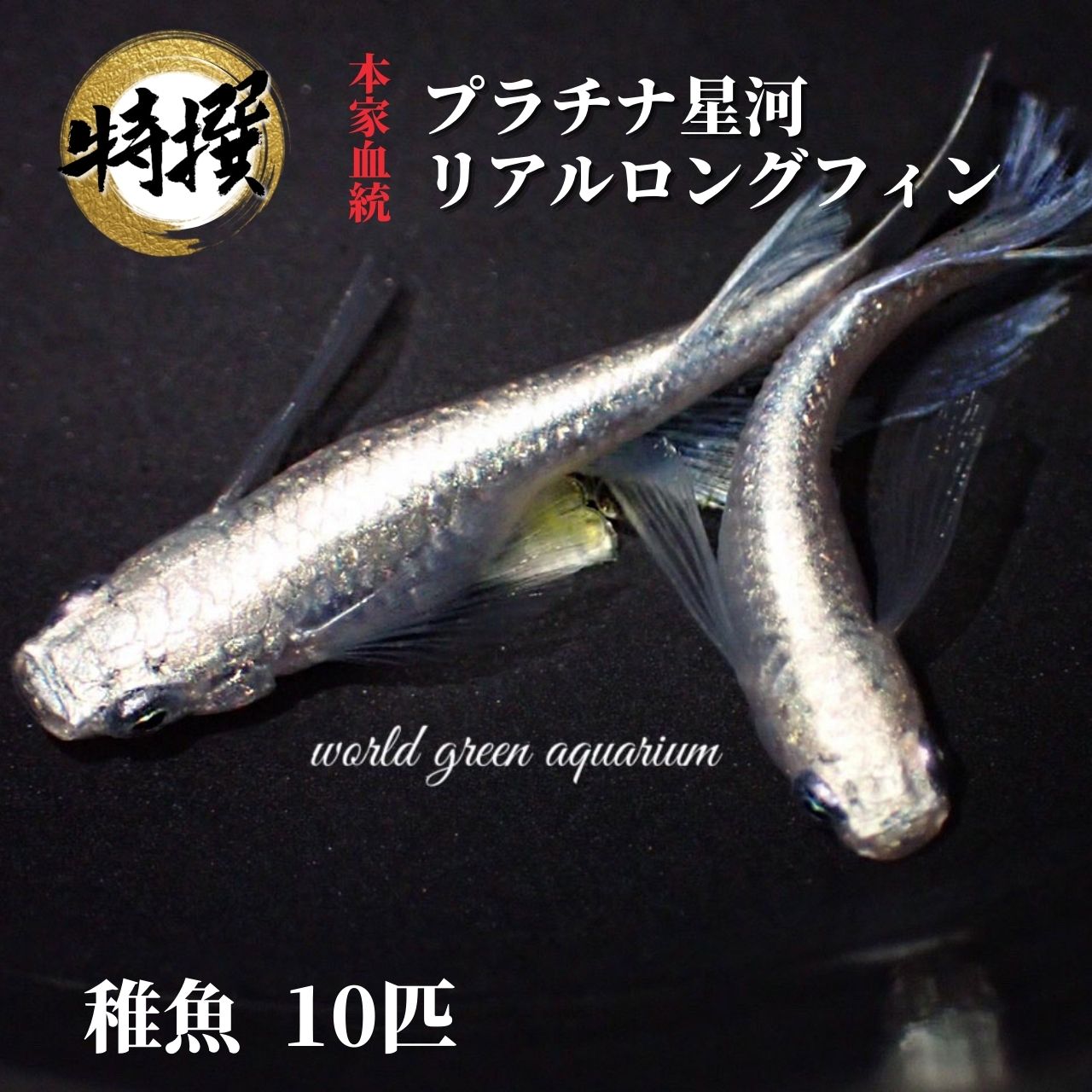 メダカ【プラチナ星河リアルロングフィン 稚魚10匹】めだか 生体 ゾウリムシ ミジンコ PSB と同梱可能 生クロレラ同梱不可のサムネイル