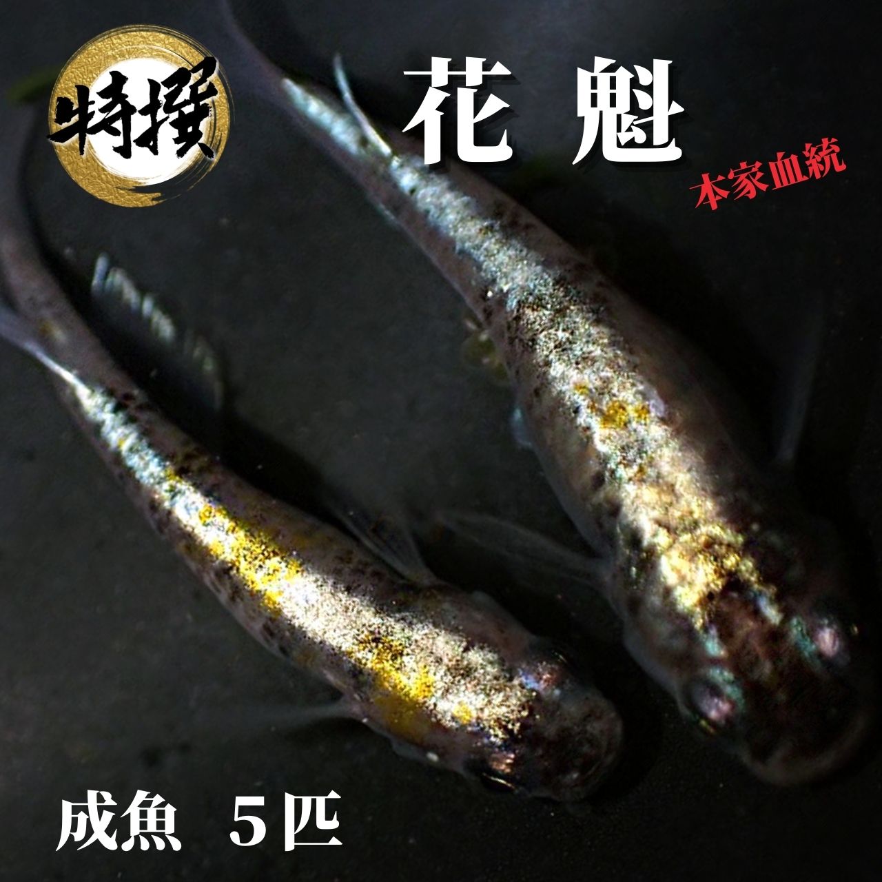 メダカ【花魁 成魚5匹】おいらん ゾウリムシ ミジンコ PSB と同梱可能 生クロレラ同梱不可