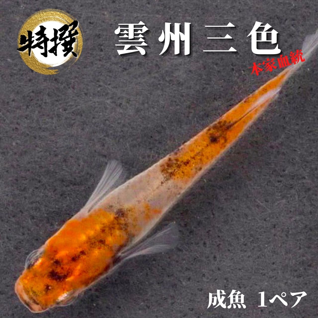 メダカ 特選魚【雲州三色 成魚1ペア】ゾウリムシ ミジンコ PSB と同梱可能 生クロレラ同梱不可