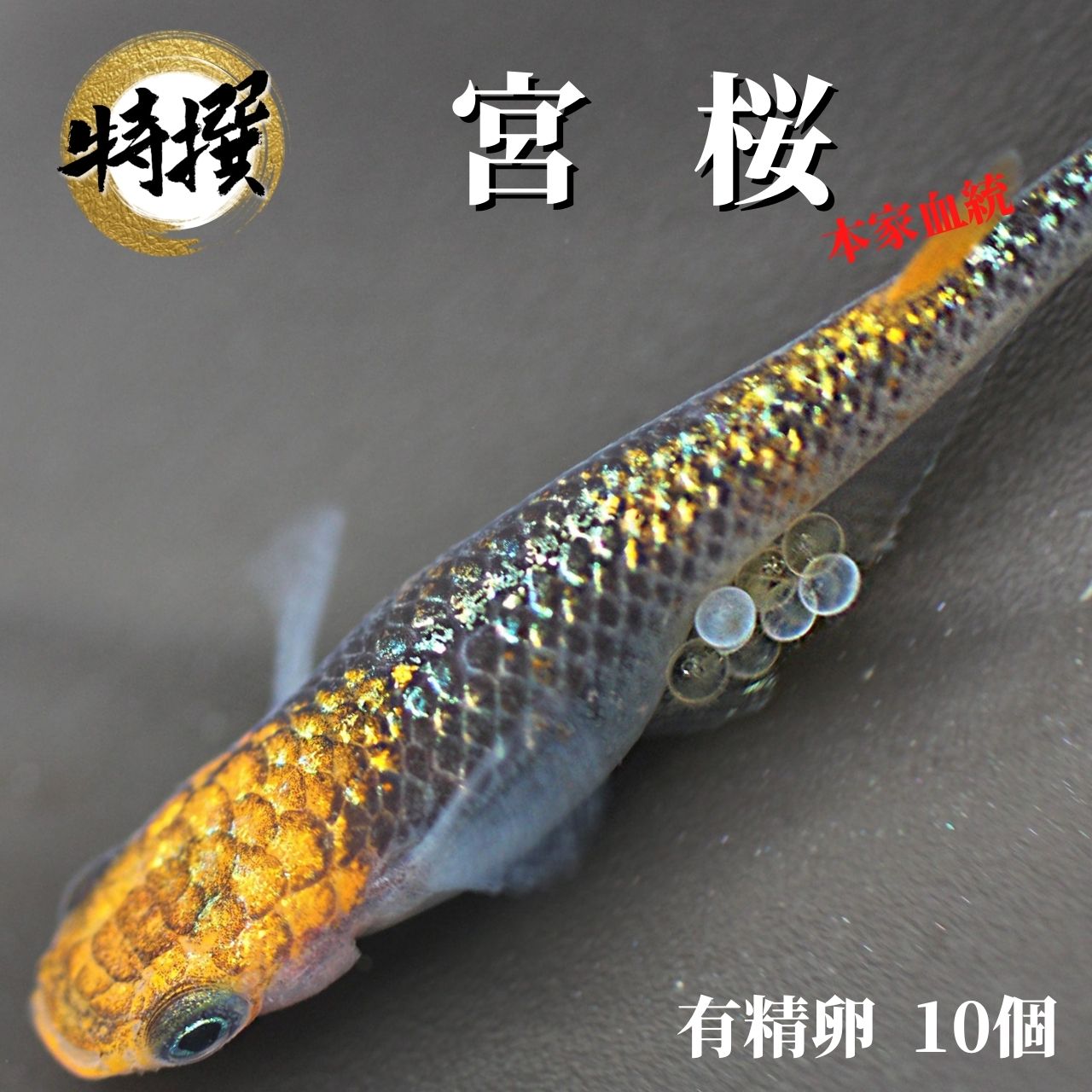 メダカ 卵【宮桜 有精卵10個】ゾウリムシ ミジンコ PSB と同梱可能 生クロレラ同梱不可のサムネイル