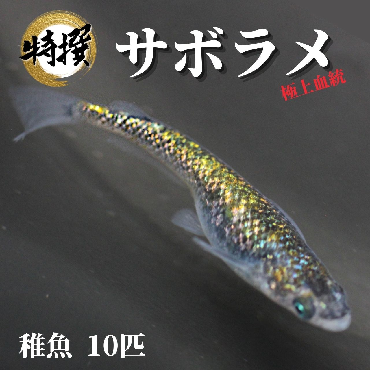 ※北海道・九州・沖縄・離島は送料無料対象外となります。ご注文の際は送料が加算されます。(北海道・九州・離島＋300円、沖縄＋800円) 【商品の説明】 サボラメ 稚魚10匹 ※写真は親魚の参考画像です。グレードにこだわりのある方は現物出品個体をお求めください。 ※完全ランダムにて選別いたします。大きさの指定、雌雄の指定は致しかねます。(ペア販売除く) ※飼育方法などの説明書は添付しておりません。ご不安な方は公式ラインまでお問い合わせください。 ※卵につきまして、お客様の飼育方法により必ずしも孵化するとは限りません。ご不安な方は飼育担当者に公式ラインまでお問い合わせ下さい。 【注意事項】 ・ご到着後、商品に間違いがないか、数が入っているかを必ずお確かめの上開封して下さい。開封後はいかなる場合であっても対応致しかねます。 ・到着後の管理は自己責任でお願い致します。 ・万全な体調でお送りする為、最短でお送り出来ない場合がございます。 ・稀に他の生物が混入する場合がございます。 ・季節によって価格が変動する場合がございます。 【死着補償について】 ・死着補償を兼ね、＋αして発送させて頂きます。＋α分の死着に関しましては補償対象外となります。 ・不具合がございましたら、商品到着後30分以内に袋を開封せず、写真と一緒に公式ラインやお電話にてご連絡下さい。 ・お客様のご都合により、商品のお受け取りが遅れた場合補償対象外となりますのでご了承下さい。