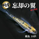 【稚魚10匹】メダカ 忘却の翼【めだか】ぼうきゃく ゾウリムシ ミジンコ PSB と同梱可能 生クロレラ同梱不可