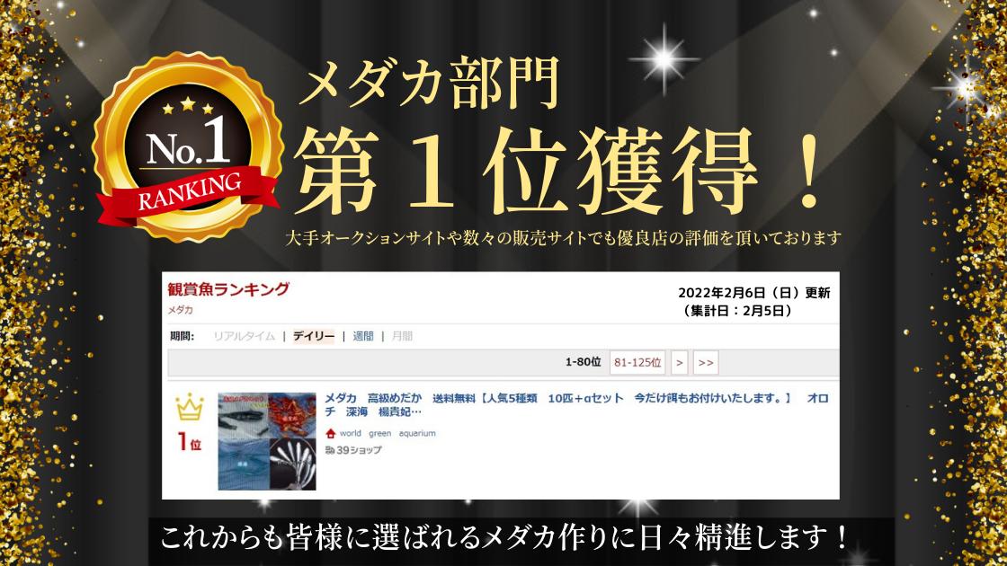 メダカ 卵【小野紅帝ラメ長ヒレ 有精卵5個】おのこうていらめ 観賞魚 めだか たまご ゾウリムシ ミジンコ PSB と同梱可能 生クロレラ同梱不可 3