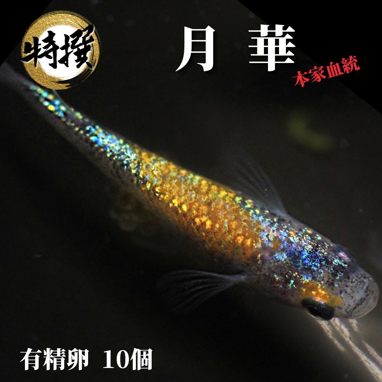 限定39％OFFクーポン配布中！！メダカ 卵【月華 有精卵 10個】観賞魚 めだか メダカ　販売　生体　ゾウリムシ ミジンコ PSB と同梱可能 生クロレラ同梱不可のサムネイル