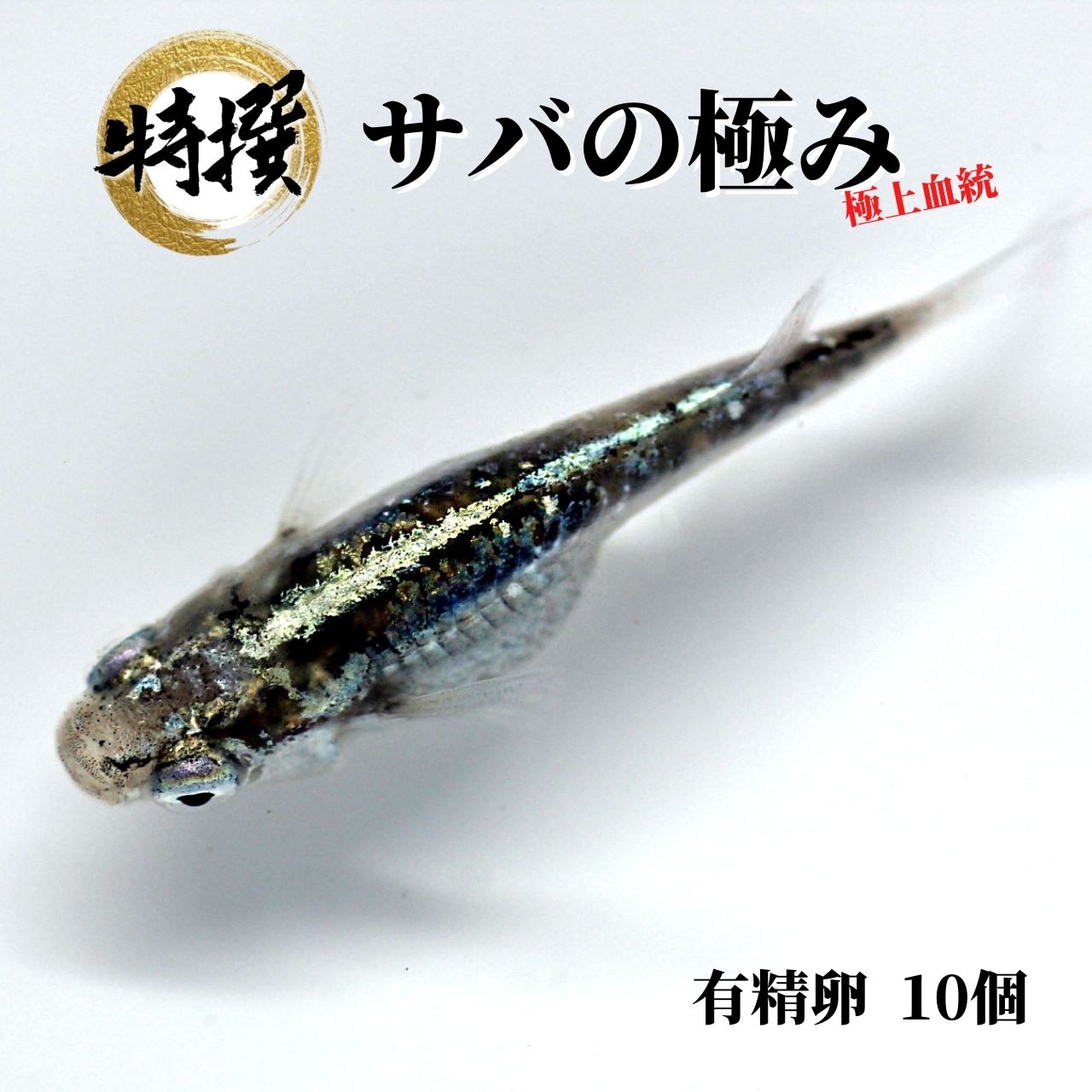 メダカ 卵【サバの極み 有精卵 10個】観賞魚 めだか たまご ゾウリムシ ミジンコ PSB 生クロレラ と同梱包可能のサムネイル