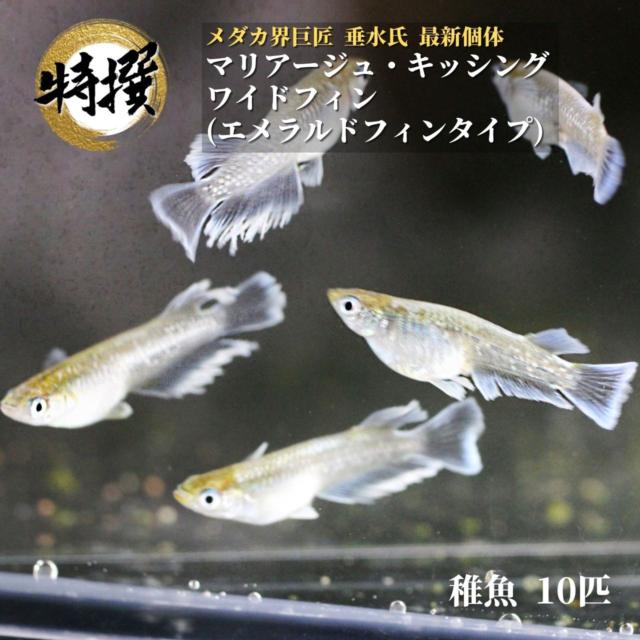 メダカエメキン めだか ちぎょ 観賞魚 ゾウリムシ ミジンコ PSB と同梱可能 生クロレラ同梱不可