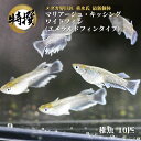 メダカ【マリアージュ キッシングワイドフィン エメラルドフィンタイプ 稚魚10匹】エメキン めだか ちぎょ 観賞魚 ゾウリムシ ミジンコ PSB と同梱可能 生クロレラ同梱不可