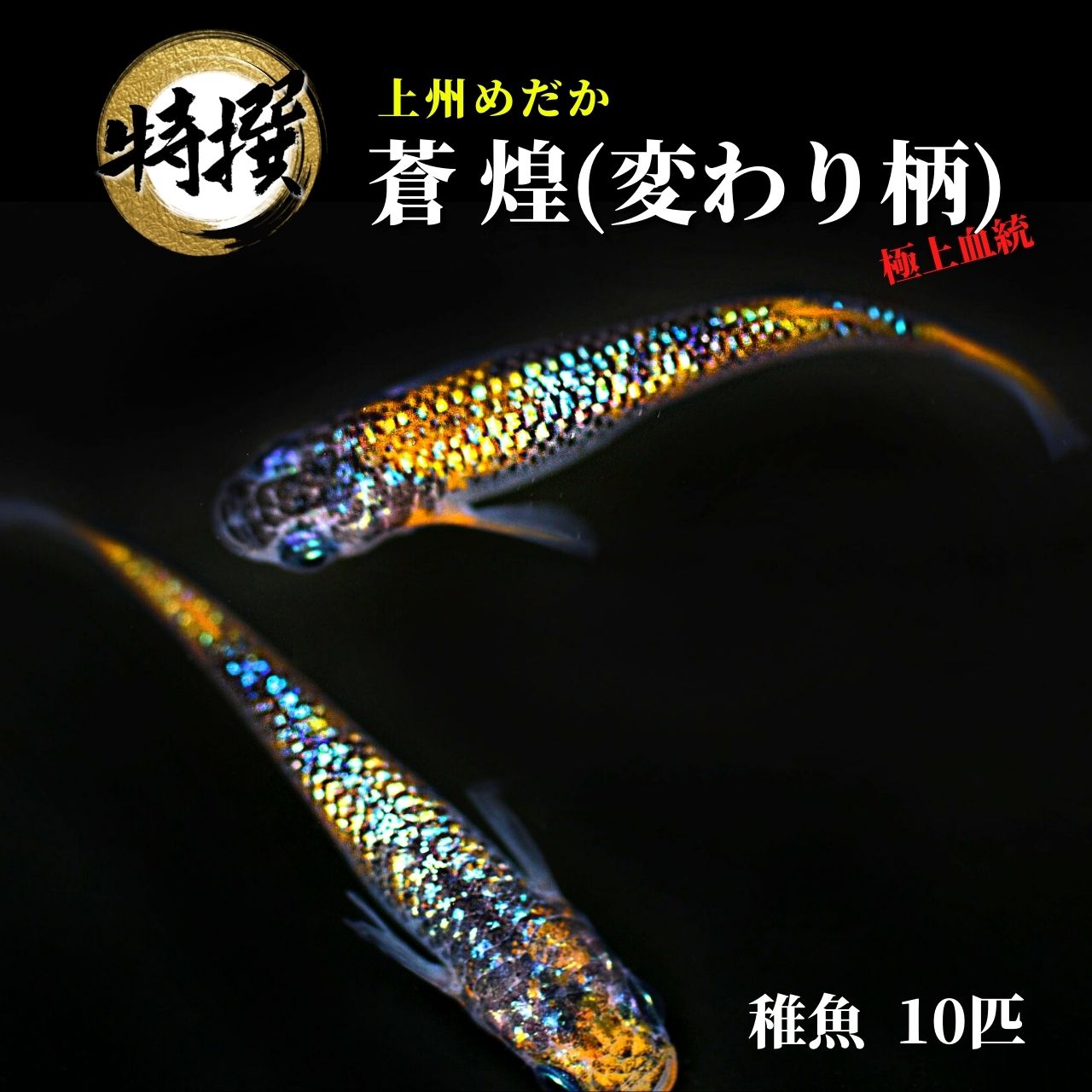 メダカ 上州めだか【蒼煌 そうこう 変わり柄 稚魚10匹】めだか ちぎょ 観賞魚 ゾウリムシ ミジンコ PSB と同梱可能 生クロレラ同梱不可のサムネイル