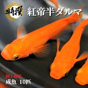 メダカ【紅帝半ダルマ 成魚10匹】めだか 生体 ゾウリムシ ミジンコ PSB と同梱可能 生クロレラ同梱不可