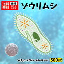 【送料無料】メダカ 餌【ゾウリム