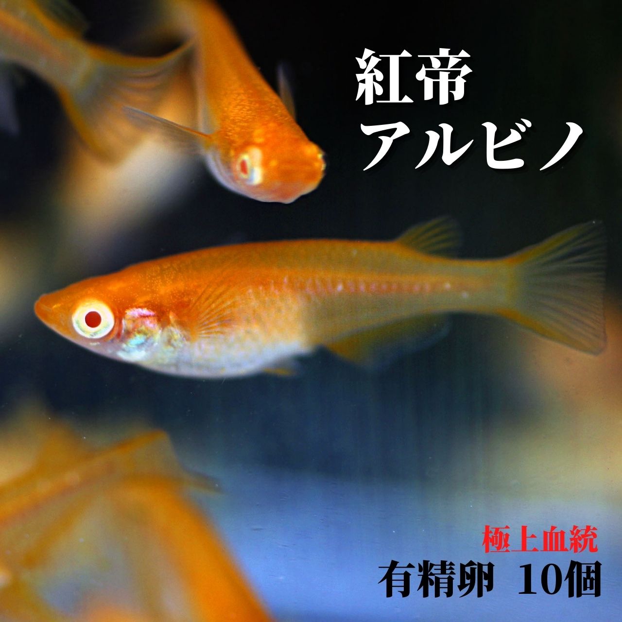 メダカ 卵【紅帝アルビノ 有精卵 10個】観賞魚 めだか たまご ゾウリムシ ミジンコ PSB と同梱可能 生クロレラ同梱不可