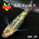 【入門用成魚5匹】メダカ 夜桜ゴールド【送料無料】めだか 目高 生体 夜桜ゴールドメダカ ラメ ゾウリムシ ミジンコ PSB と同梱可能