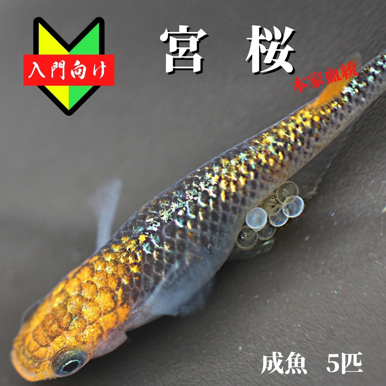 メダカ 入門【宮桜 成魚5匹】みやざくら 初心者 めだか ゾウリムシ ミジンコ PSB と同梱包可能 生クロレラ 同梱不可のサムネイル