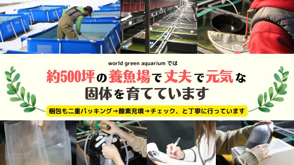 【送料無料】当店オリジナル濃縮グリーンウォーター500ml保存容器もお付けできます。ミジンコやゾウリムシ、メダカに最適生クロレラ
