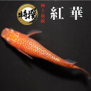 【送料無料】メダカ 入門【紅華 成魚5匹】めだか 生体 こうか 観賞魚 ゾウリムシ ミジンコ PSB と同梱包可能 生クロレラ 同梱不可