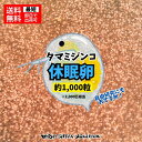 【送料激安】メダカ 餌【タマミジンコ休眠卵 約1,000粒2,000匹相当】めだか 生体 ゾウリムシ ...