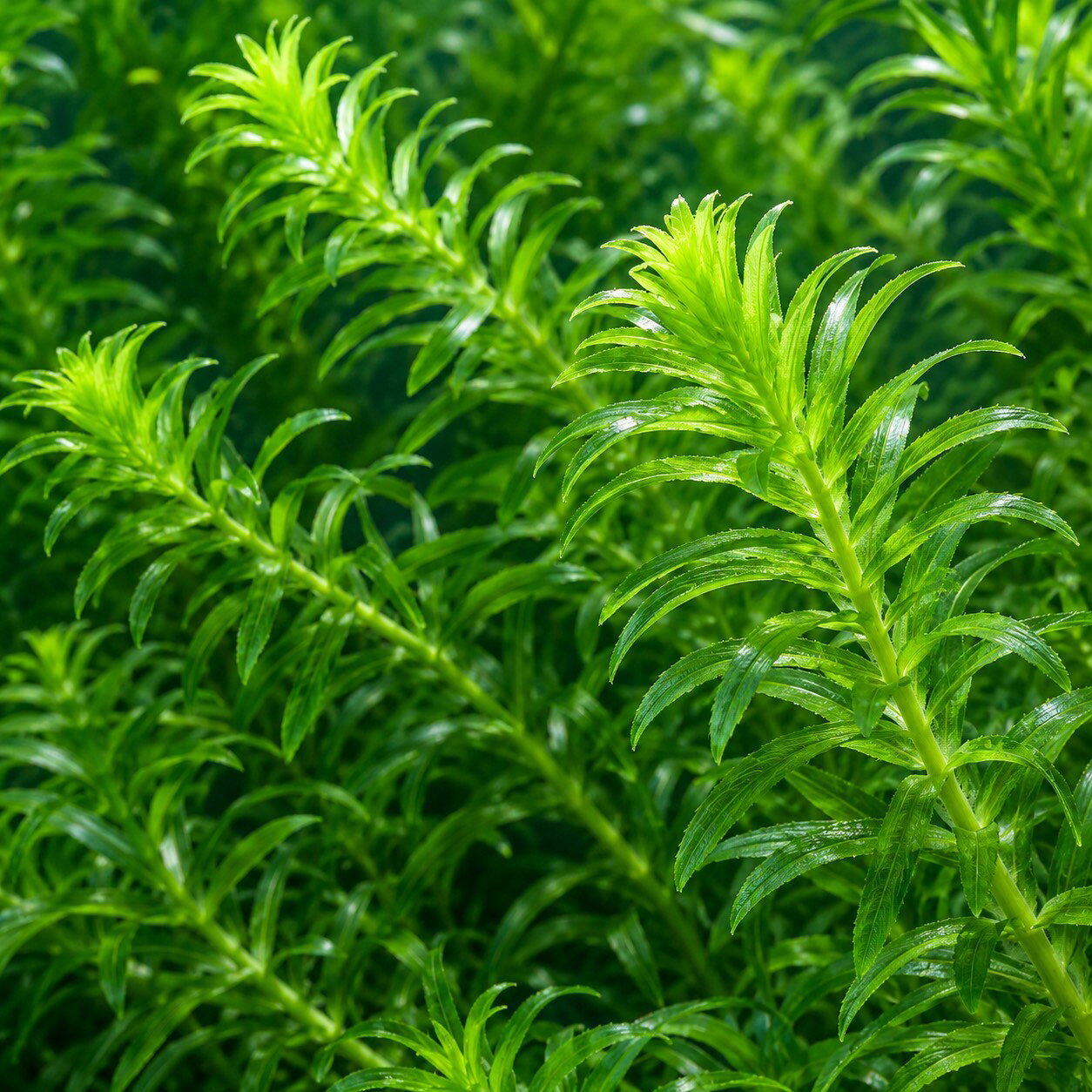 【10本】メダカの水草 国産無農薬アナカリス【送料無料】めだか オオカナダモ ゾウリムシ ミジンコ PSB と同梱可能 生クロレラ同梱不可