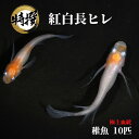 【稚魚10匹】メダカ 紅白長ヒレ【めだか】ちぎょ 観賞魚 ゾウリムシ ミジンコ PSB と同梱可能 生クロレラ同梱不可