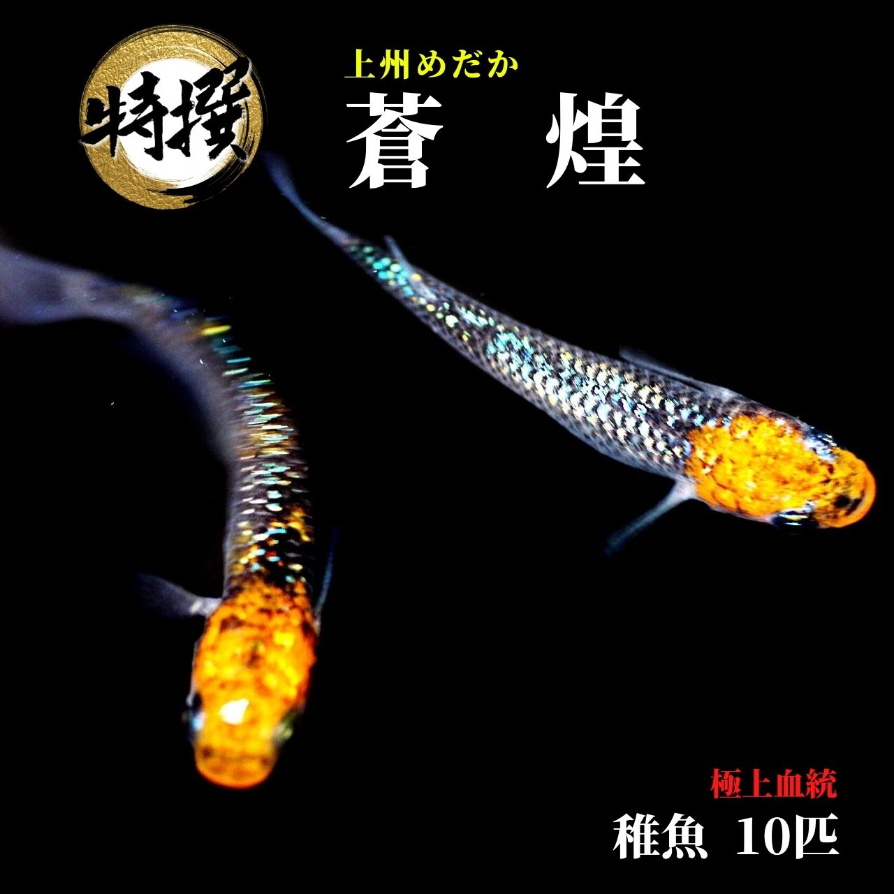 メダカ 上州めだか【蒼煌 そうこう 稚魚10匹】めだか ちぎょ　観賞魚 ゾウリムシ ミジンコ PSB と同梱可能 生クロレラ同梱不可のサムネイル