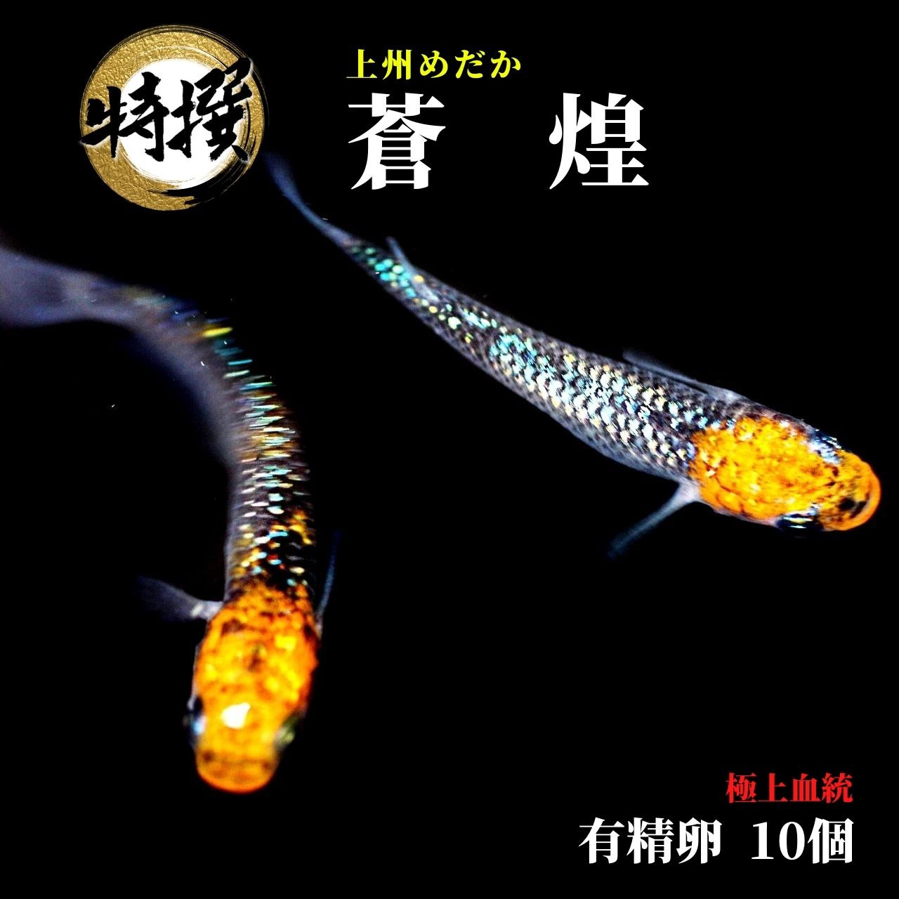 メダカ 卵 上州めだか【蒼煌 そうこう 有精卵 10個】めだか ゾウリムシ ミジンコ PSB と同梱可能 生クロレラ同梱不可のサムネイル