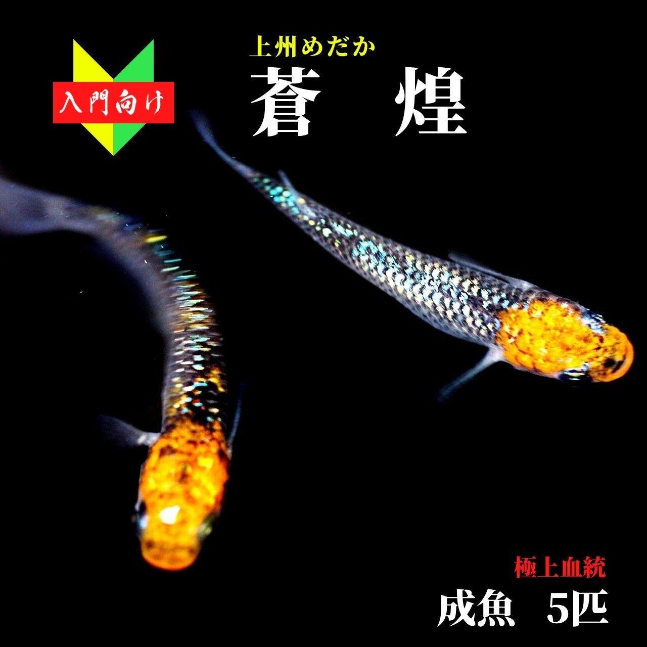 メダカ 入門 上州めだか【蒼煌 そうこう 成魚5匹】初心者 めだか 生体 観賞魚 ゾウリムシ ミジンコ PSB と同梱包可能 生クロレラ 同梱不可のサムネイル