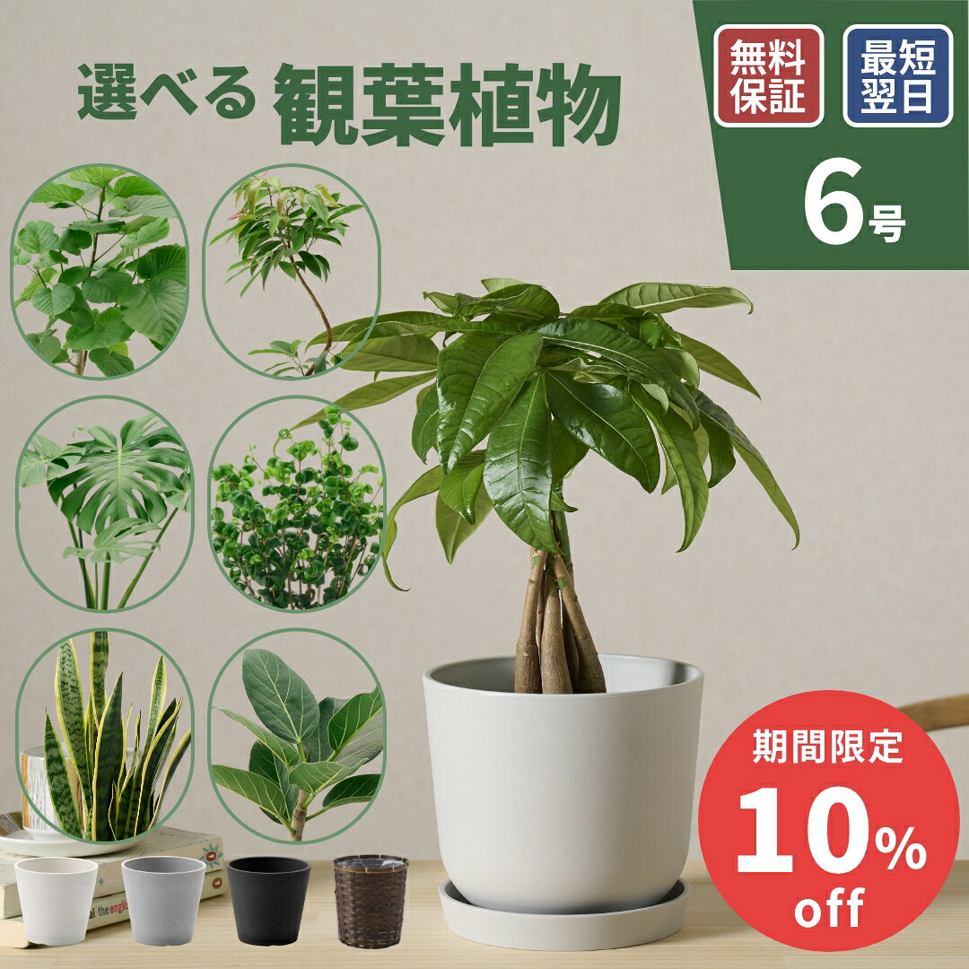【期間限定10%offクーポン】 観葉植物 6号 大型 パキラ ガジュマル サンスベリア ドラセナ ユッカ オーガスタ インテリア 本物 室内 おしゃれ 開店祝い 新築祝い 開業祝い 引越し祝い 新築祝い お祝い ギフト フェヌア