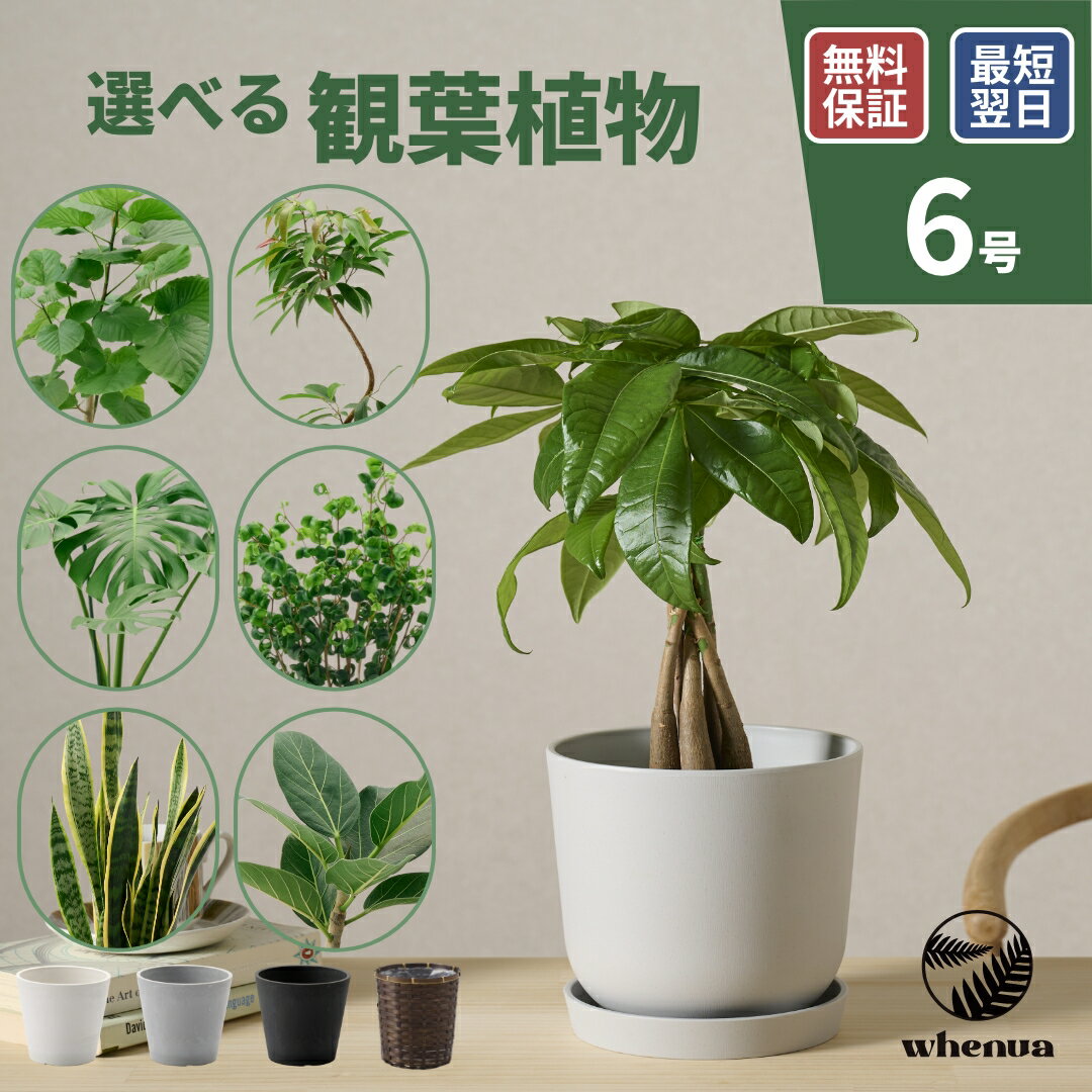 楽天市場】パキラ 6号の通販