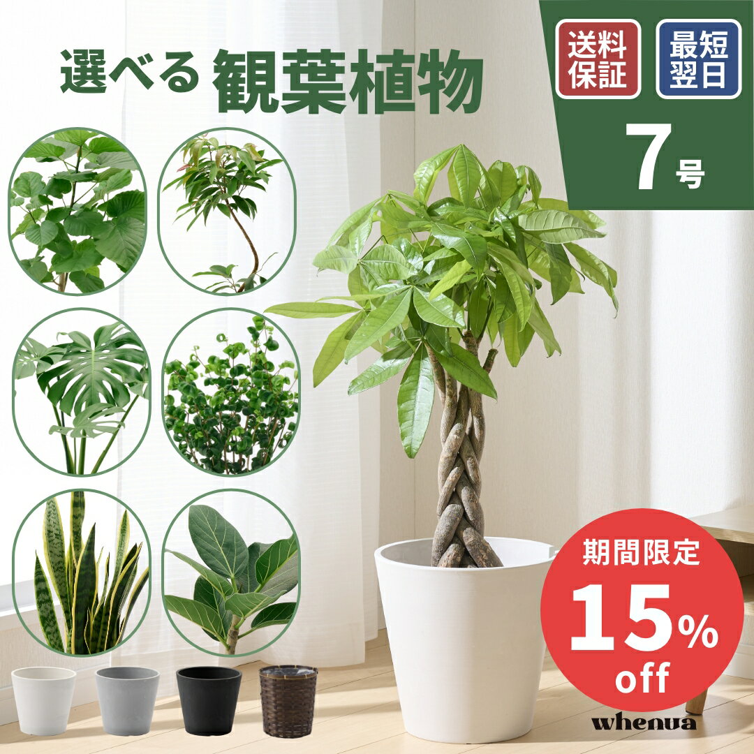 観葉植物 7号 大型 パキラ 初心者向け 本物 鉢 おしゃれ モンステラ ゴムの木 フィカス ウンベラータ サンスベリア ベンガレンシス ユッカ 幸運の木 小さい インテリア 開店祝い 新築祝い 開業祝い 引越し祝い コテラ