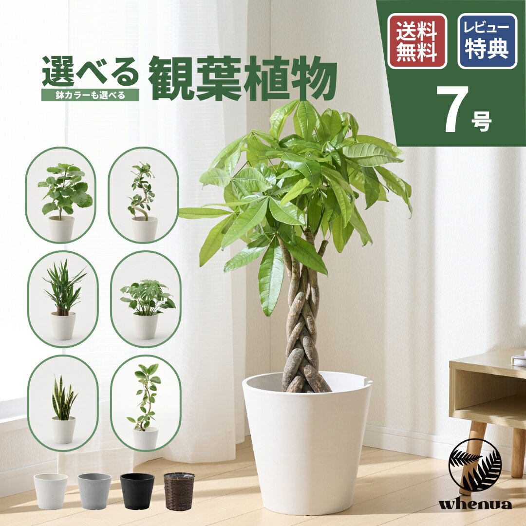 【全品5%off 3/5〜3/9】観葉植物 7号 大型 パキラ 初心者向け 本物 鉢 おしゃれ モンステラ ゴムの木 フィカス ウンベラータ サンスベリア ベンガレンシス ユッカ 幸運の木 小さい インテリア 開店祝い 新築祝い 開業祝い 引越し祝い コテラ