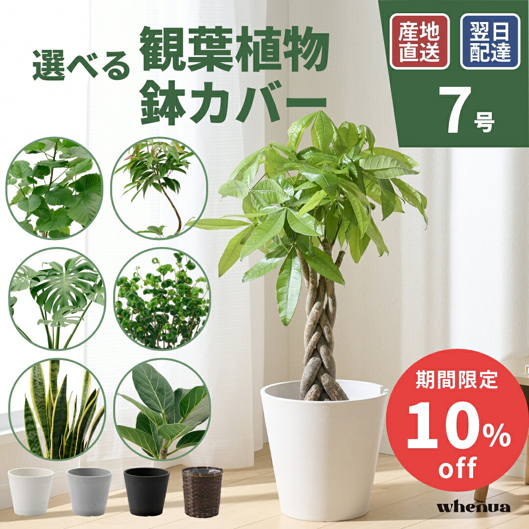 【翌日配送】観葉植物 7号 大型 パキラ ガジュマル サンスベリア ドラセナ ユッカ オーガスタ インテリア 本物 室内 おしゃれ 開店祝い 新築祝い 開業祝い 引越し祝い 新築祝い お祝い ギフト フェヌア